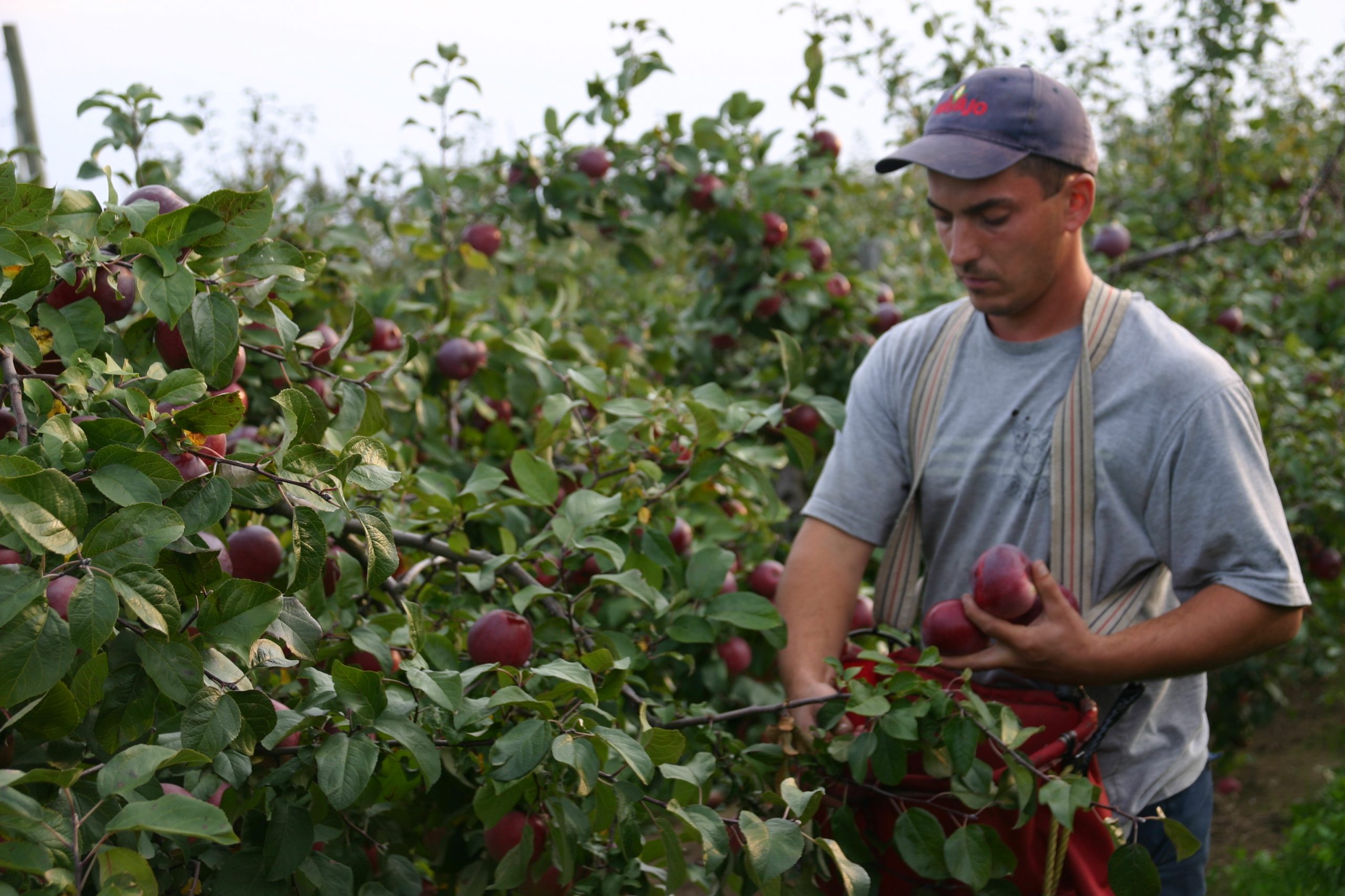 McIntosh - Les Producteurs de pommes du Québec (PPQ)