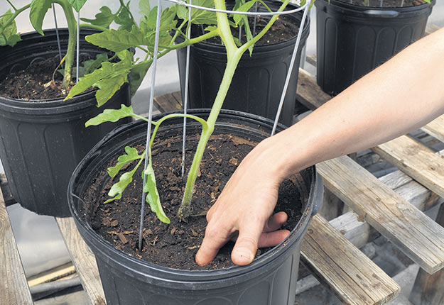 Choisir le bon pot pour la bonne plante - Jardinier paresseux