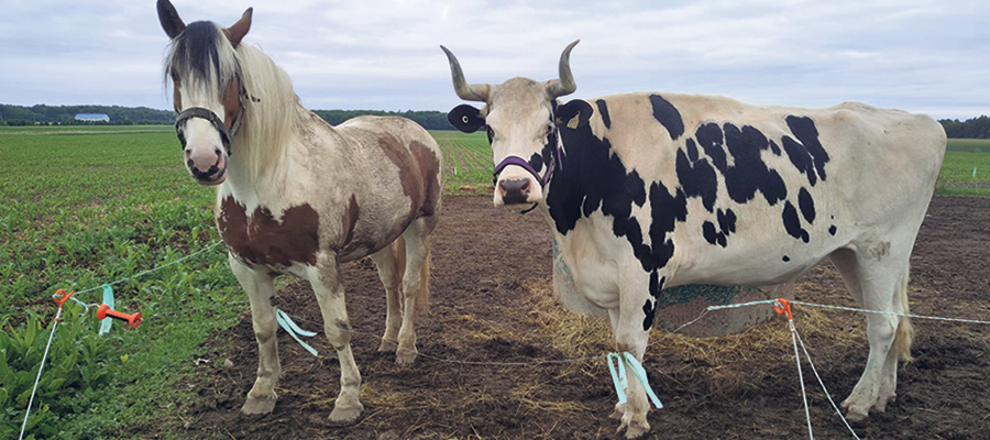 Le cheval et le bœuf de Kelly Landry, qui sont dans une pension dans Chaudière-Appalaches,  iront rejoindre leur propriétaire en Alberta cet automne. 