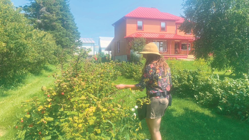 D’année en année, Émilise Lessard-Therrien a planté des arbres et arbustes fruitiers. Le devant de la maison est le paradis des petits fruits. Framboisiers, mûriers, cassissiers, groseilliers et argousiers sont ici rois et maîtres. Des pommiers, des poiriers et d’autres arbres fruitiers ont aussi été plantés derrière la maison. Photo : Émilie Parent-Bouchard