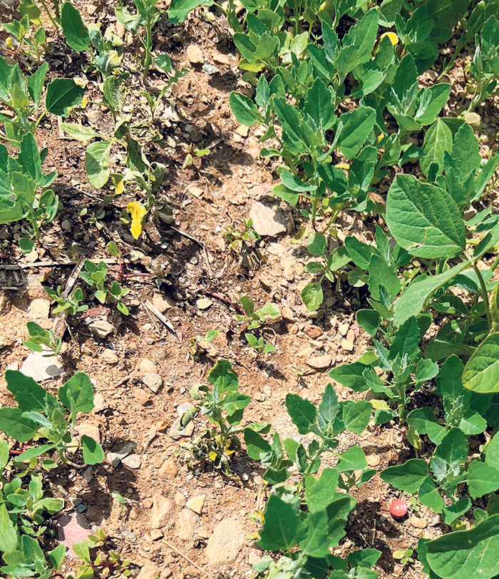 Le bicarbonate de soude a un effet abrasif sur quelques grosses mauvaises herbes dans le soya.