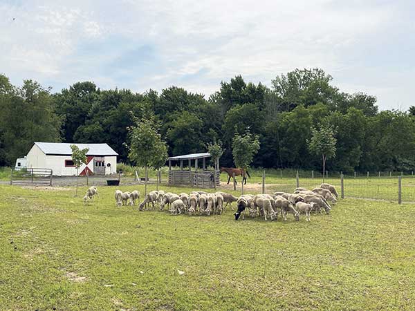 Le troupeau d’agneaux passe ses journées au pâturage.