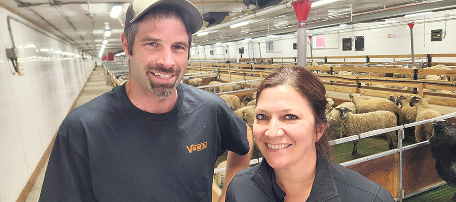 Martin Brodeur-Choquette et Johanne Cameron ont fait construire deux bâtiments contigus où l’éclairage peut facilement être contrôlé afin de reproduire des périodes de jours longs et de jours courts, ce qui leur permet de réguler les cycles de reproduction dans le troupeau.