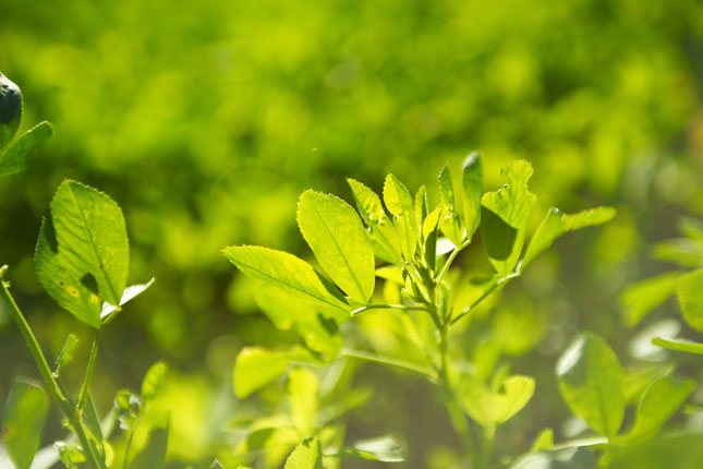 Une luzerne génétiquement modifiée, plus faible en lignine et résistante au glyphosate serait à nos portes. Son utilisation pourrait provoquer d’énormes problèmes de contamination génétique. Des producteurs bio saluent cependant l’éventuelle arrivée d’une luzerne plus faible en lignine, mais non génétiquement modifiée. © Martin Ménard