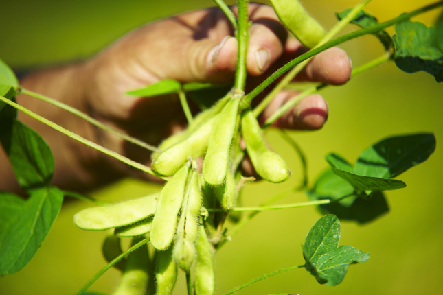 L’edamame vient d’être ajouté au plan conjoint de la FQPFLT. © Martin Ménard