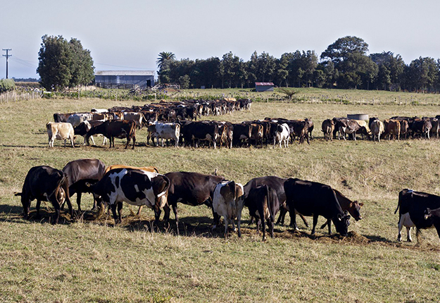 Les agriculteurs albertains sont aux prises avec une sécheresse. Crédit photo : Dave Young