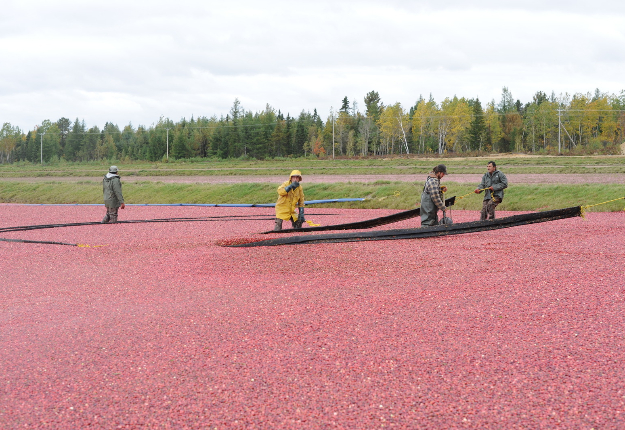 Les producteurs de canneberges du Québec accueillent avec joie l’entente du PTP. Crédit photo : Beatriz Salas