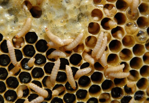 Le petit coléoptère de la ruche représente une double menace pour les apiculteurs québécois : il nuit à leur production de miel, mais il peut aussi affaiblir leur position face à l’ouverture des frontières avec les États-Unis. Crédit photo : Jennifer Magli