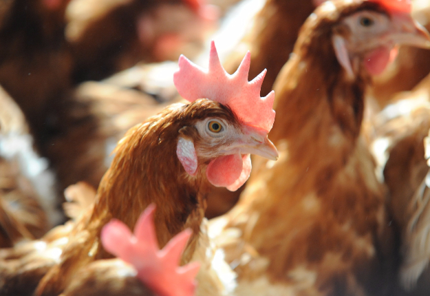 La nouvelle norme biologique se raffermit en restreignant le nombre total de volailles par bâtiment et en exigeant au moins deux portes vers l’extérieur par tranche de 1 000 oiseaux. Crédit photo : Archives/TCN