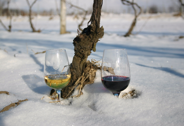 La Cuvée De Vin De Glace S’évapore | La Terre De Chez Nous