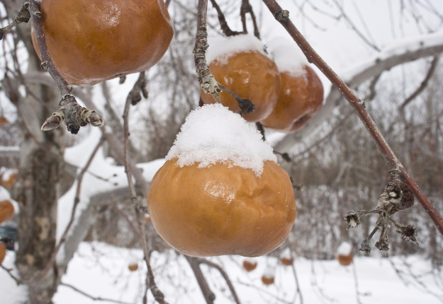 La production de vin de glace de cette année sera anémique à cause du manque de périodes assez froides en décembre et janvier. Crédit photo : Archives/TCN