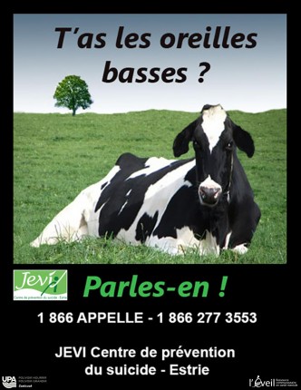 vache