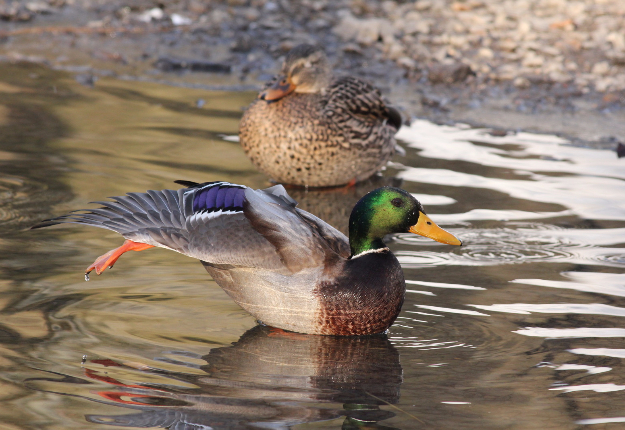 Des canards colverts. Crédit photo : Christian Marcotte