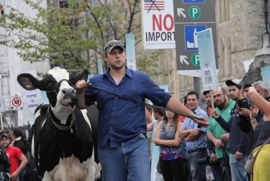 Chris Ryan parade fièrement avec Ninja, la vache la plus combative du Canada. Crédit photo : Gracieuseté de Chris Ryan