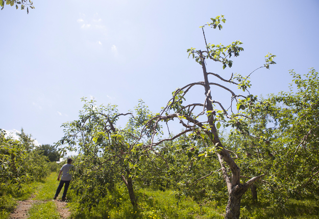 Olivier Lauzon évalue l’état de ses pommiers, qui font partie de la centaine de vergers touchés par l’épidémie de brûlure bactérienne dans les environs d’Oka. Crédit Photo : MarieMichèle Trudeau/TCN