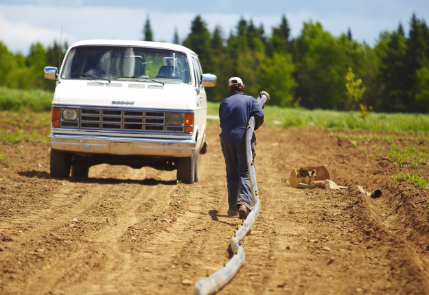 Bien que plusieurs producteurs possèdent des systèmes d’irrigation, ils puisent l’eau dans des bassins, qui s’assèchent depuis six semaines par manque de pluie. Crédit photo : Archives/TCN