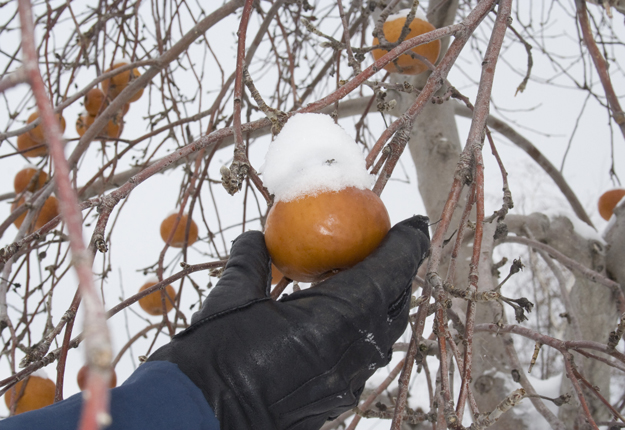 La Face cachée de la pomme est reconnue pour sa production de cidre de glace. L’entreprise restera en activité jusqu’à la décision d’acceptation ou de refus de sa proposition par les créanciers. Crédit photo : Archives/TCN