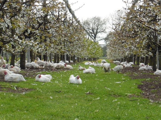 Aux Pays-Bas, certains producteurs testent une production diversifiée, où des milliers de volailles en liberté vivent entourées d’arbres fruitiers, de vignes et de plantations de saules. Crédit photo : Monique Bestman