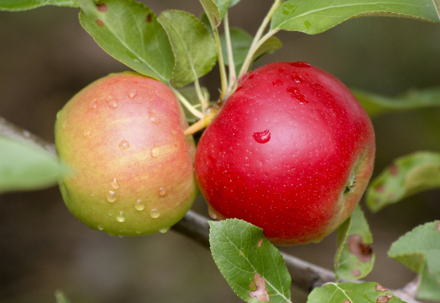 Des épisodes de sécheresse ont affecté le calibre, la qualité et l’approvisionnement des variétés hâtives de pommes. Crédit photo : Myriam Laplante El Haïli/TCN