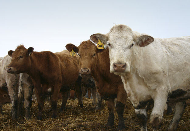 L’ACIA confirme la présence de six cas de tuberculose bovine d’un même troupeau dans l’Ouest canadien. Crédit photo: Archives/TCN