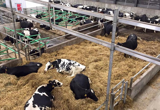 L’ensemble du troupeau de la Ferme Baril et frères à Plessisville, au Centre-du-Québec est exposé à la bactérie Salomonella Dublin, une situation qui a débuté en avril dernier avec l’achat d’un veau provenant d’une autre ferme. Crédit photo : Ferme Baril et frères