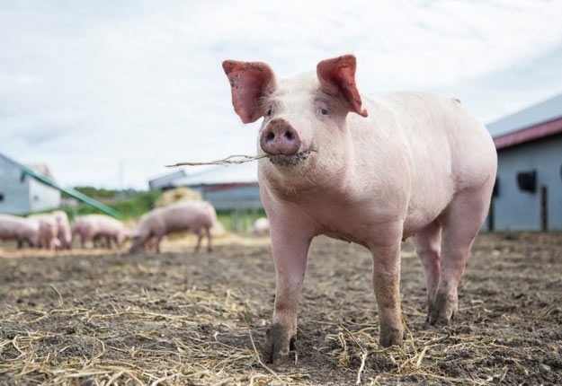 DuBreton a pris l’engagement de produire 300 000 porcs élevés sans cage d’ici 2018. Crédit photo : Gracieuseté DuBreton/Geneviève Bernèche