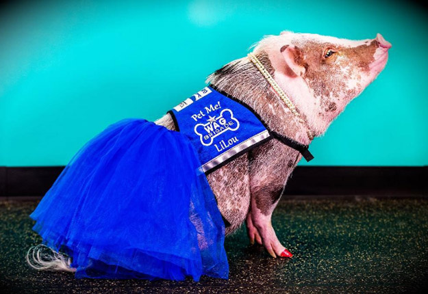 Lilou, une truie de race Juliana, réconforte aujourd’hui les voyageurs à l’Aéroport international de San Francisco. Photo provenant du compte Instagram de Lilou.