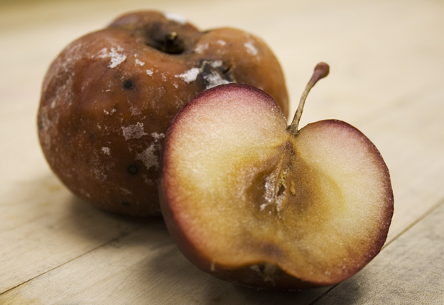 Seulement 10 % de la production québécoise de cidre de glace provient de pommes cueillies dans l’arbre durant l’hiver. Crédit photo : Archives/TCN