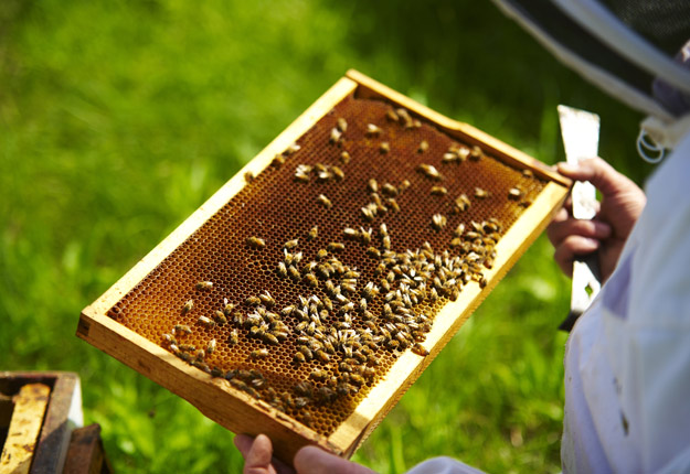 Les producteurs de bleuets veulent payer moins pour la location de ruches. Les apiculteurs pourraient réagir en envoyant des ruches faibles; « le même bordel qu’avant », dit Léo Buteau, président de la Fédération des apiculteurs du Québec. Crédit Photo : Martin Ménard/TCN