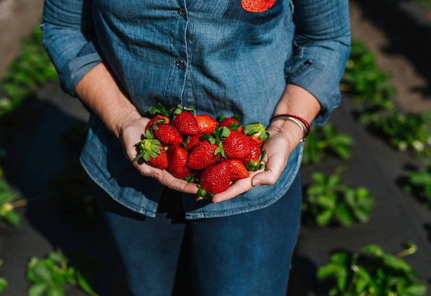 La fraise de Floride correspond au profil des consommateurs québécois. Crédit photo : Florida Strawberry Growers Association