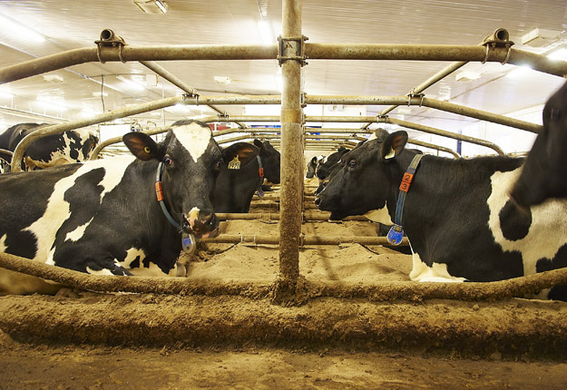 La vie d’une vache doit se résumer en quatre actions : se lever pour la traite, manger, boire et se recoucher. Crédit photo : Archives/TCN