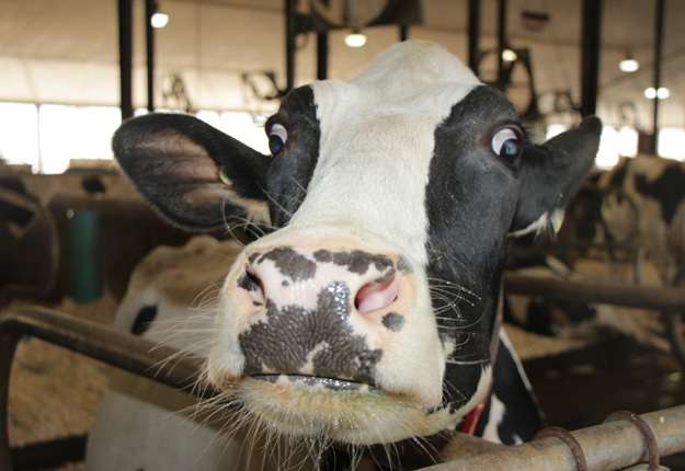 Les producteurs de lait bénéficieront d’un congé de contribution à leur plan conjoint de trois mois. Crédit photo : Archives TCN