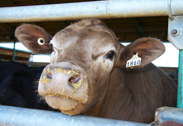 Le nombre de fermes d’élevage de bovins de boucherie a chuté de 12,3 % en cinq ans. Crédit photo : Martin Ménard/TCN