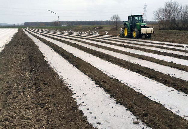 Le maïs sucré a été semé sur plastique et bâche à la Ferme Van Velzen et Fils. « Nous espérons une émergence bientôt », explique le jeune producteur Pierre-Paul Van Velzen. Crédit photo: Gracieuseté de Pierre-Paul Van Velzen