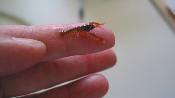 Pour soutenir leur ressource, les pêcheurs de la Gaspésie ont aménagé des récifs artificiels. Ils ensemenceront aussi cette année près de 160 000 jeunes homards afin de compenser une légère portion des captures. Crédit photo : Regroupement des pêcheurs professionnels du sud de la Gaspésie