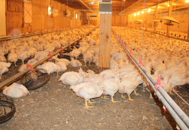 Le règlement proposé par les EVQ pour faire le portrait réel de la détention des quotas de production de poulets au Québec est en partie accepté par la Régie. Crédit photo : Archives/TCN