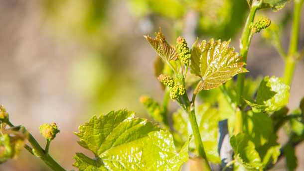 Les vignes de muscat Osceola protégées par une toile affichent en moyenne deux grappes par pousse; un potentiel de rendement très intéressant, selon le vigneron Charles-Henri de Coussergues. Crédit photo : Martin Ménard/TCN