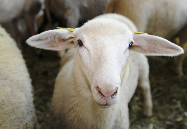 L’Agence de vente des agneaux lourds a pour objectif d’assurer l’équité entre tous les producteurs dans la commercialisation de leurs animaux. Crédit photo : Gracieuseté des Éleveurs d’ovins du Québec