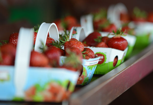 Les premières fraises sont arrivées sur les étals du Potager Mont-Rouge Halte Gourmande. Crédit photo : Myriam Laplante El Haïli/TCN