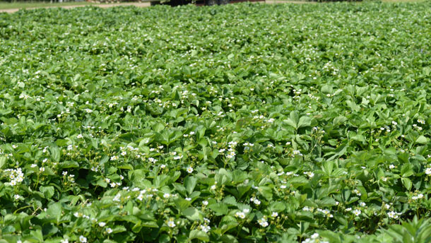 Les plants produiront beaucoup de fraises cette année au Potager Mont-Rouge Halte Gourmande. Crédit photo : Myriam Laplante El Haïli/TCN 