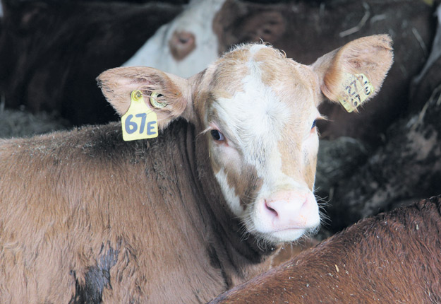 Selon la base de données d’ATQ, près de 180 000 identifiants de première génération attendent toujours d’être apposés dans plus de 7 000 fermes, et ce, même si ce modèle n’est plus vendu depuis 2011. Crédit photo : Archives/TCN