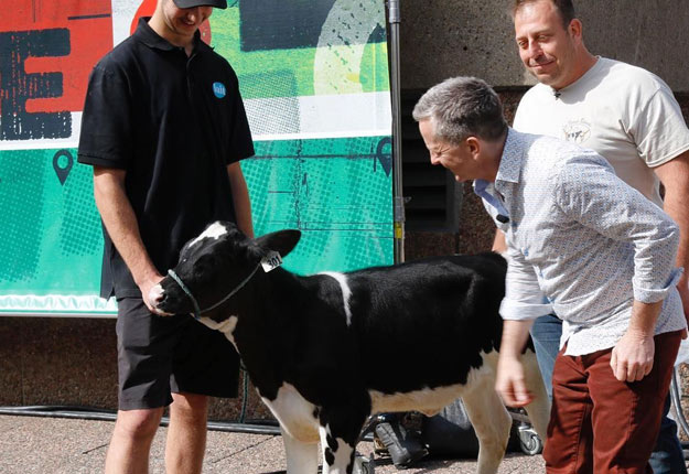 La génisse de Réal Gauthier a paru très calme sur le plateau d’Entrée principale. Les téléspectateurs l’ont vite baptisée Boudichonne, en l’honneur d’un personnage fétiche interprété par l’animateur André Robitaille. Crédit photo : Entrée principale