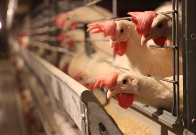 Le tout récent Code de pratiques pour le soin et la manipulation des poules pondeuses a été scruté à la loupe par les groupes de défense des animaux. Photo: Archves/TCN