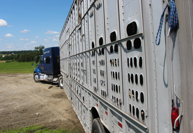 Les modifications proposées au Règlement sur la santé des animaux concernant leur transport sans cruauté ne préoccupent pas seulement les éleveurs, mais aussi des groupes de défense des droits des animaux. Photo: Archives/TCN