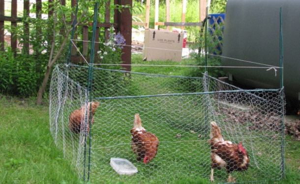 Les oiseaux de basse-cour en liberté peuvent devenir des vecteurs de maladies pour les poulets d’élevages commerciaux. Crédit photo : Bev Wagar