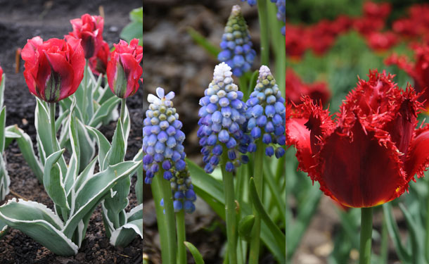 Sortir des sentiers battus - On peut se distinguer en cultivant des tulipes frangées et perroquets, qui sont un peu plus racées, des muscaris aux épis bicolores, des jonquilles à fleurs doubles ou des ails aux fleurs globuleuses géantes. Crédit photo : Rock Giguère