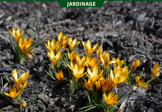 Un large éventail de bulbes arrivent dans les jardineries et les grandes surfaces à l’automne, dont le crocus ‘Orange Monarch’. Crédit photo : Rock Giguère