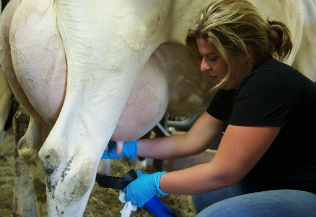 Après s’être blessée sévèrement à une main, Annie St-Laurent, de Ascot Corner, ne pensait qu’à retourner traire ses vaches. Crédit photo : Gracieuseté d’Annie St-Laurent