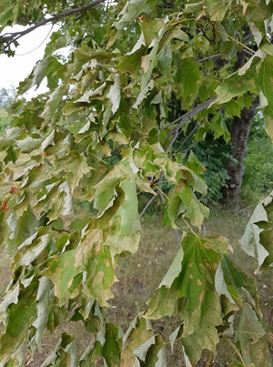 Avec la sécheresse, les feuilles des arbres ont fané avant de tomber au sol sur la propriété de Dorothée Côté.