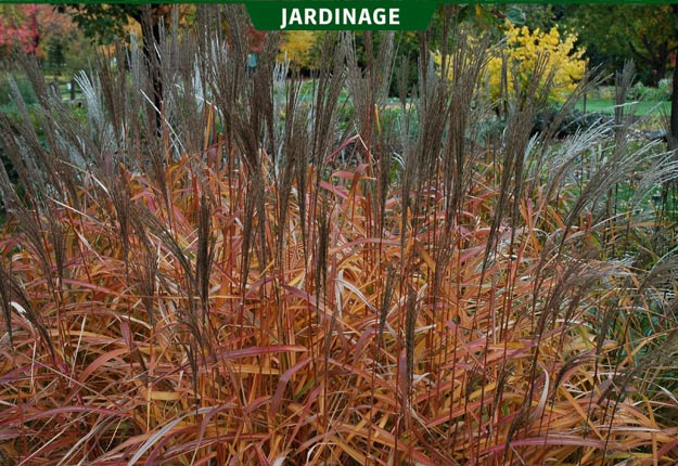 Il existe plus d’une centaine de cultivars de miscanthus, dont celui à feuillage pourpre. Crédit photo : Rock Giguère